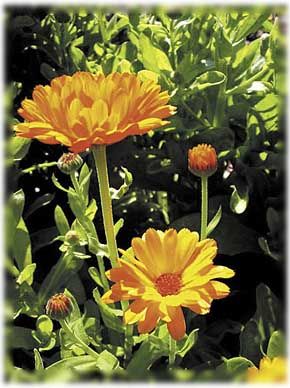 Heilpflanze des Monats: Die Ringelblume - Calendula officinalis